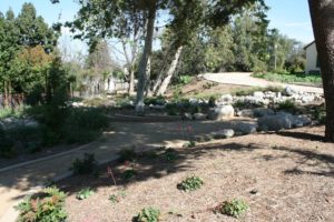 California Native Garden