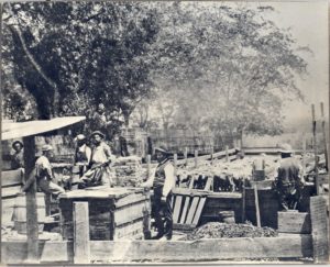 Sheep Shearers in Late 1800s