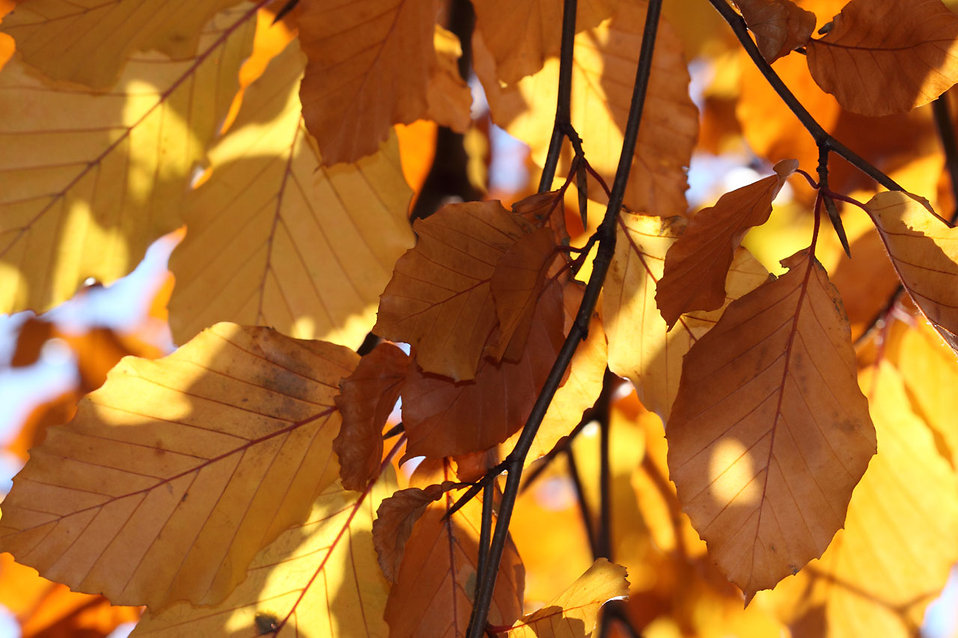 autumn leaves