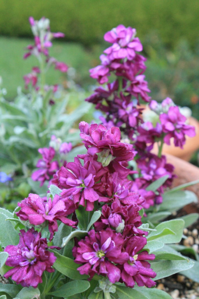 Matthiola incana Stock Vintage Burgundy