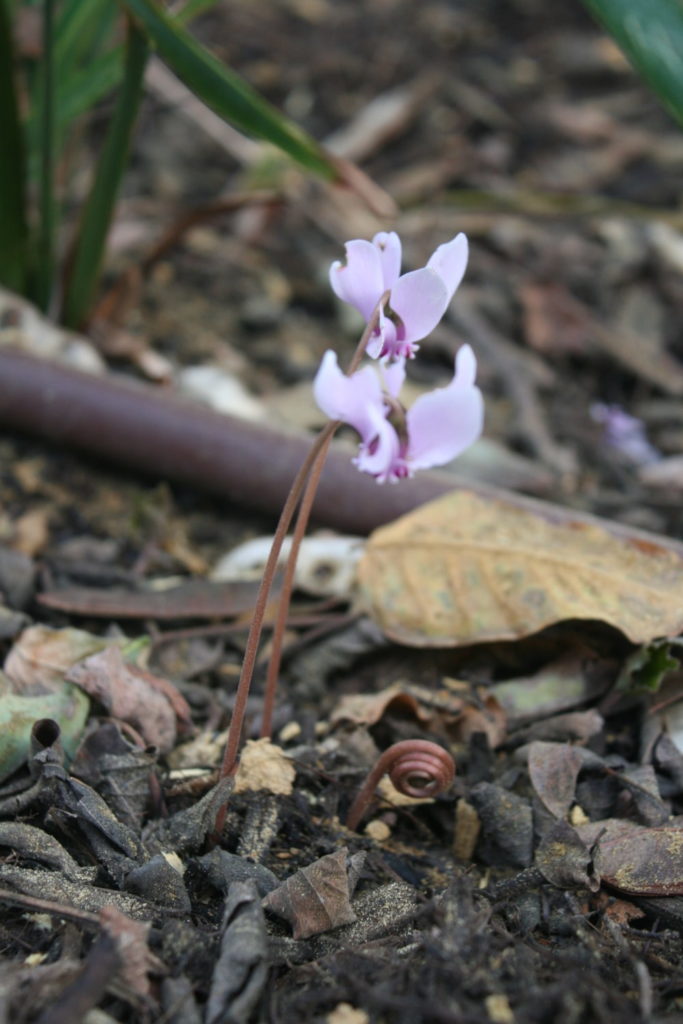 Cyclamen hederifolium