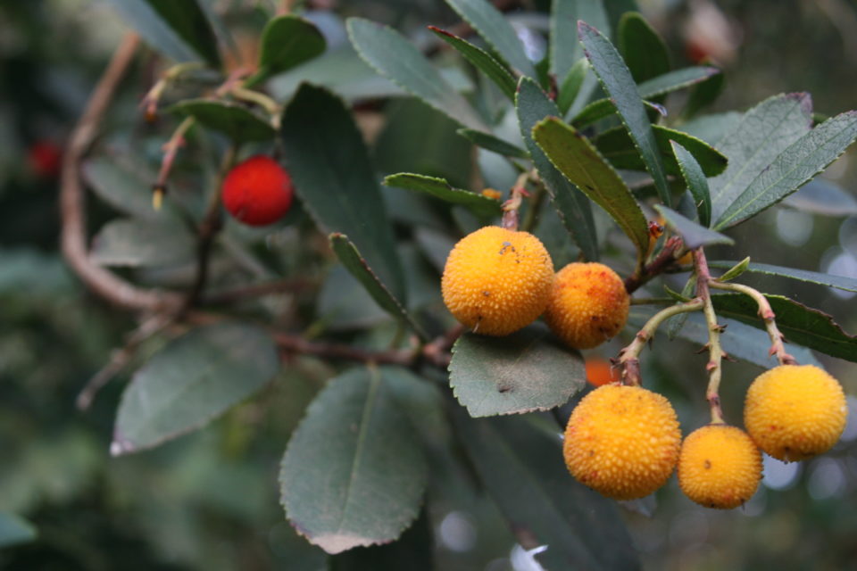 Arbutus unedo Strawberry tree