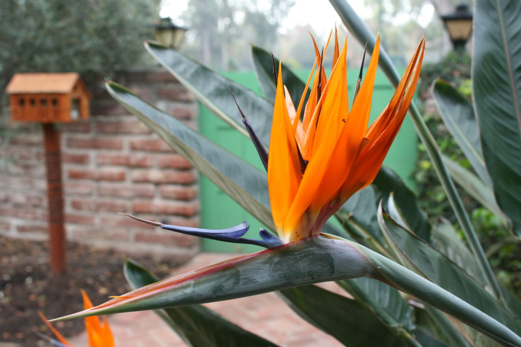Strelitzia reginae Bird of Paradise