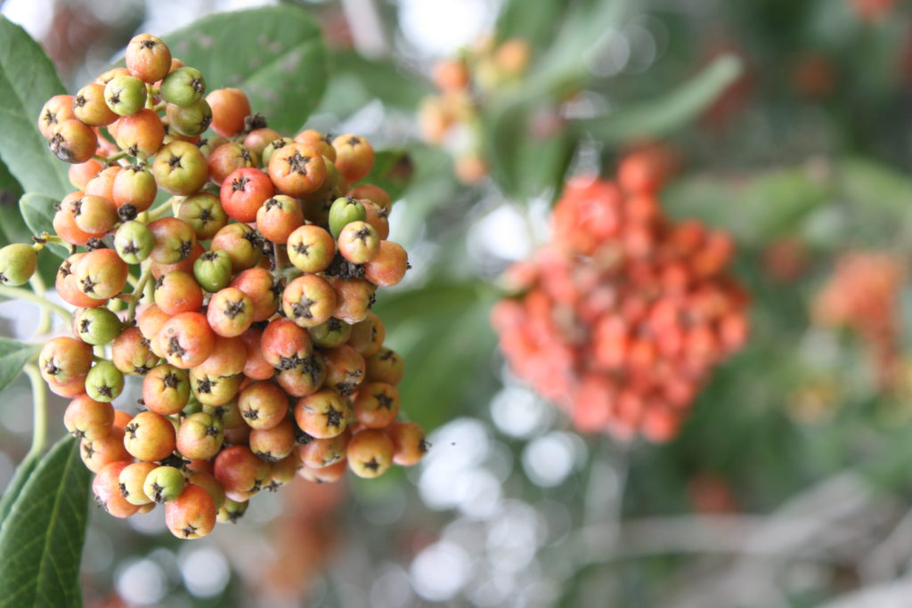 Heteromeles arbutifolia Toyon