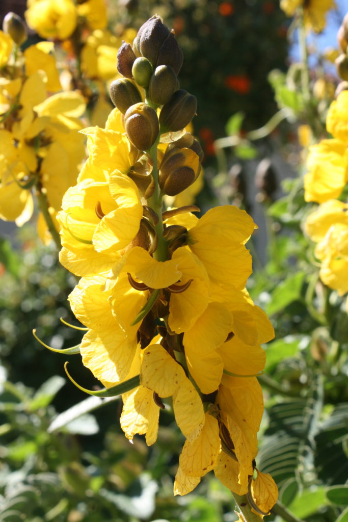 Senna