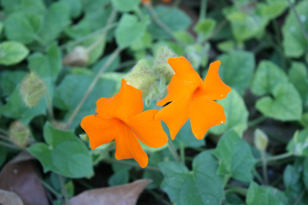Thunbegia