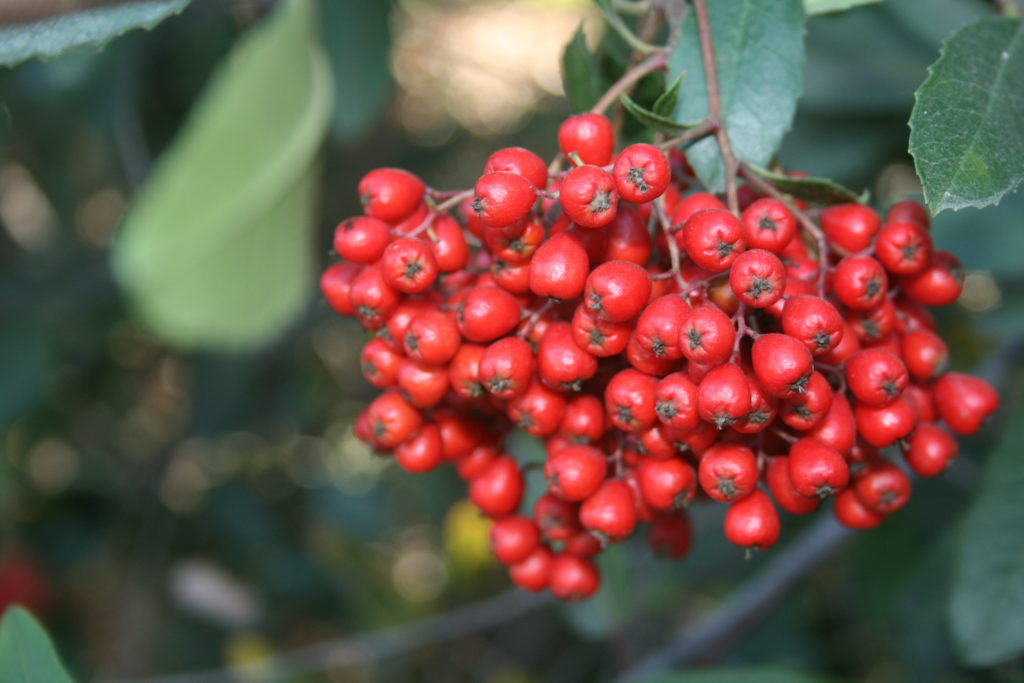 Toyon red berries