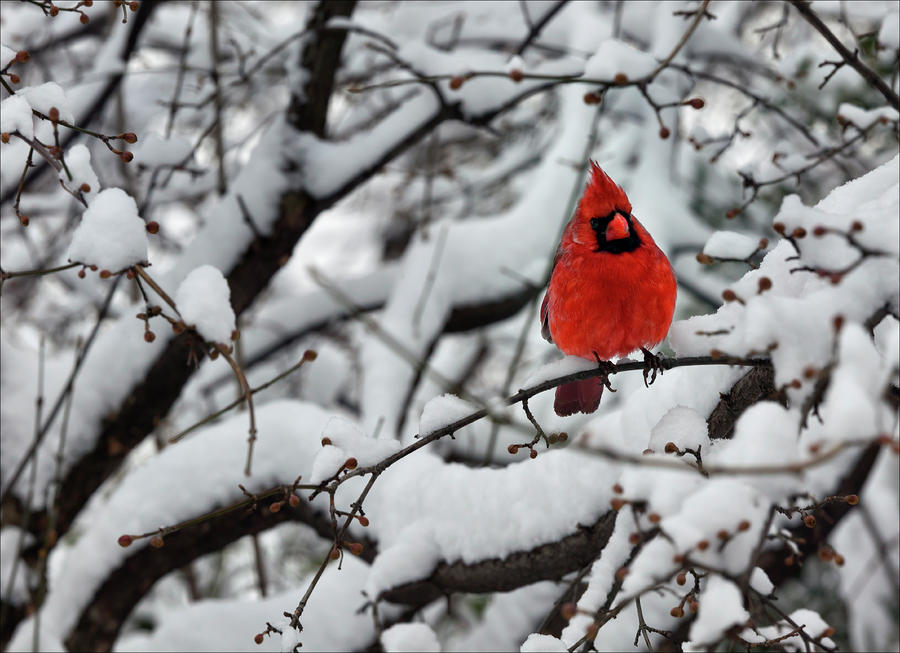 Cardinal in the snow