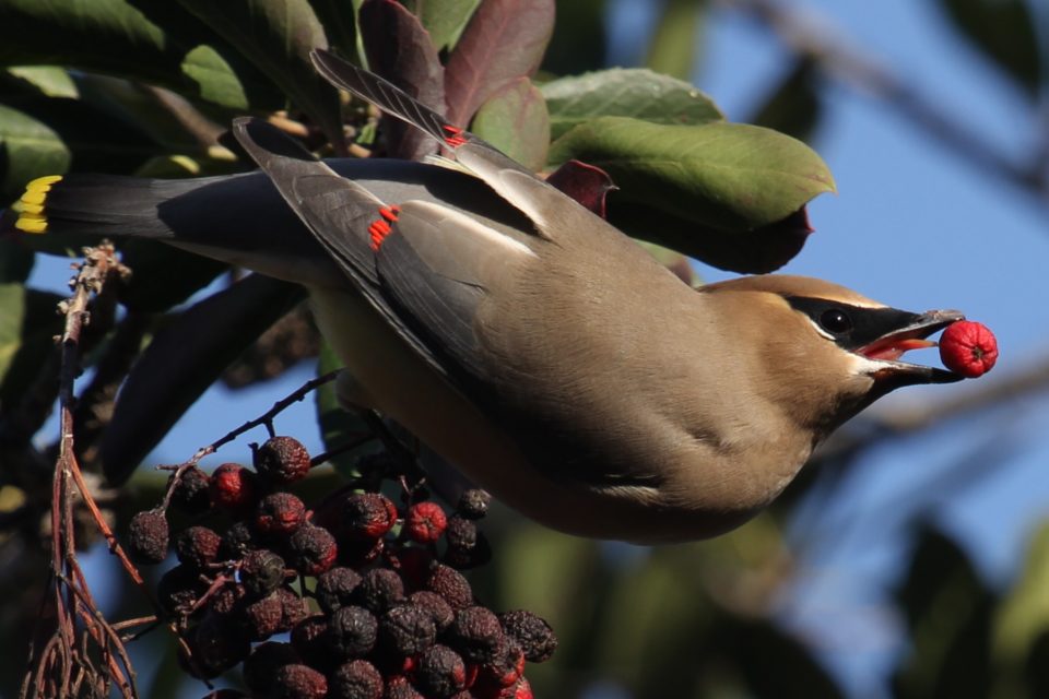 Cedar Waxwing