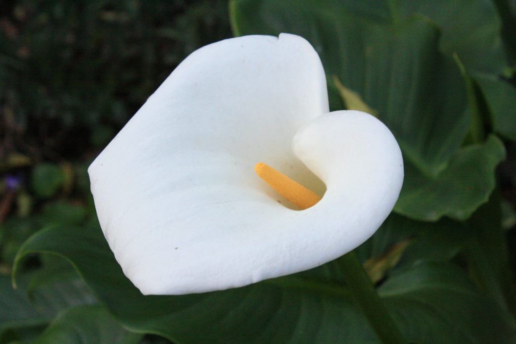 Calla Lily