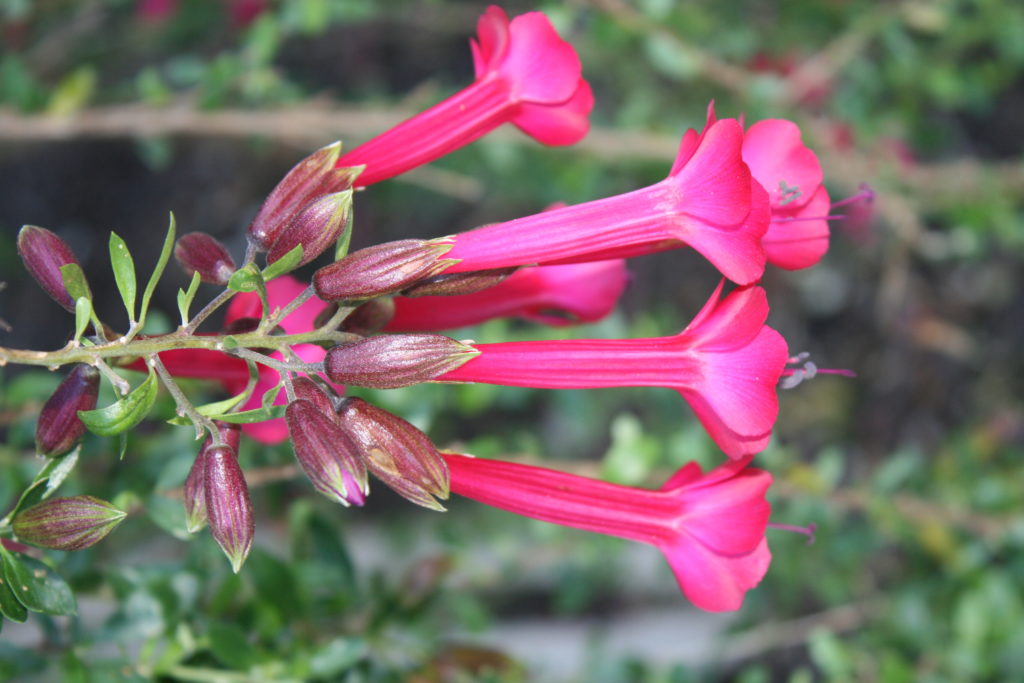Cantua buxifolia