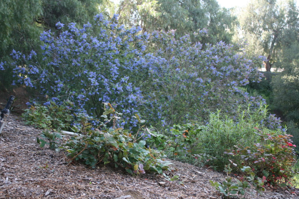 Ceanothus 'Ray Hartman'