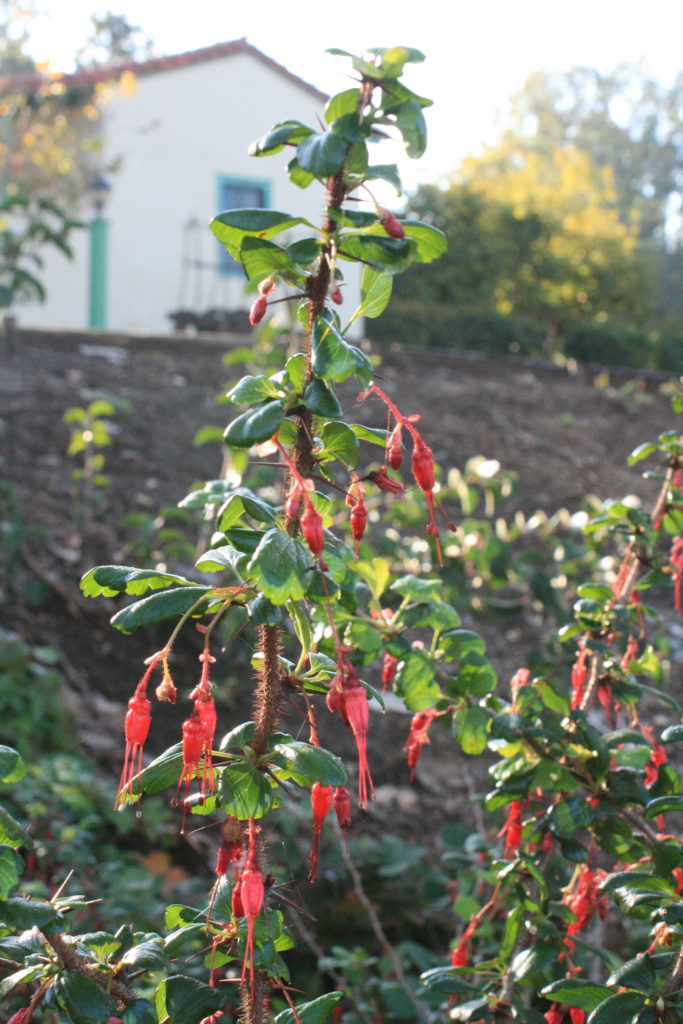 IMG_3477 Ribes speciosum