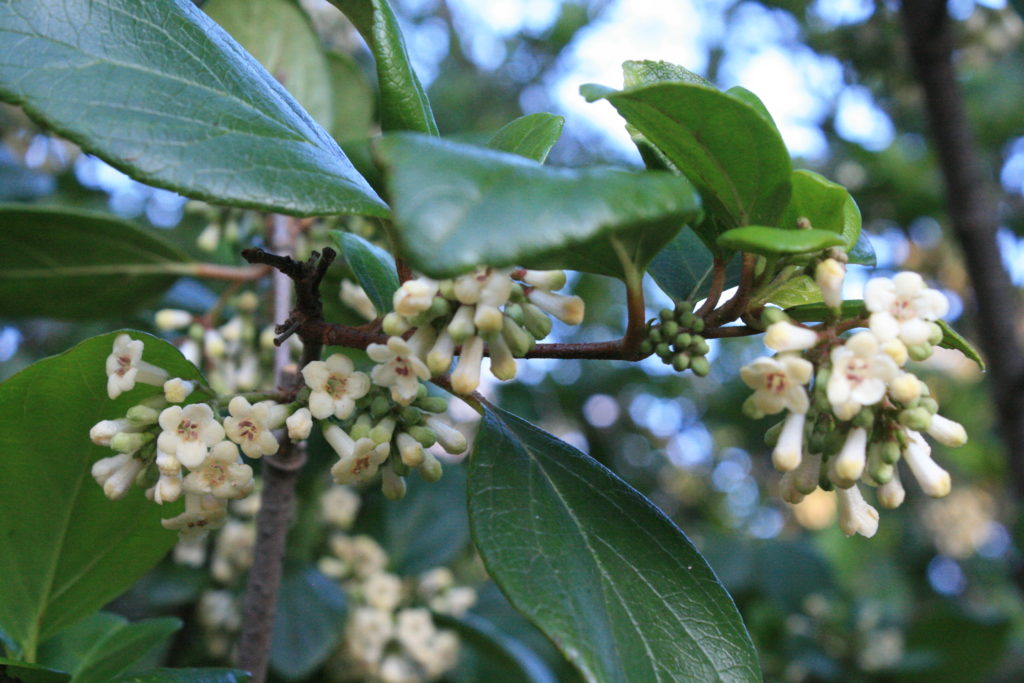 IMG_3482 Viburnum suspensum