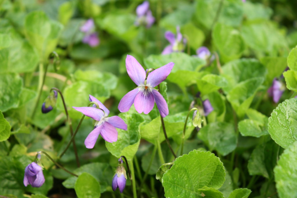 IMG_3495 Viola odorata