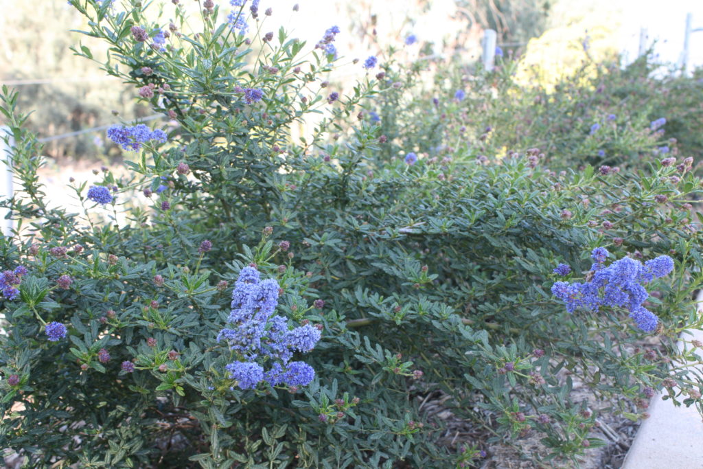 IMG_6967 Ceaonothus 'Concha'