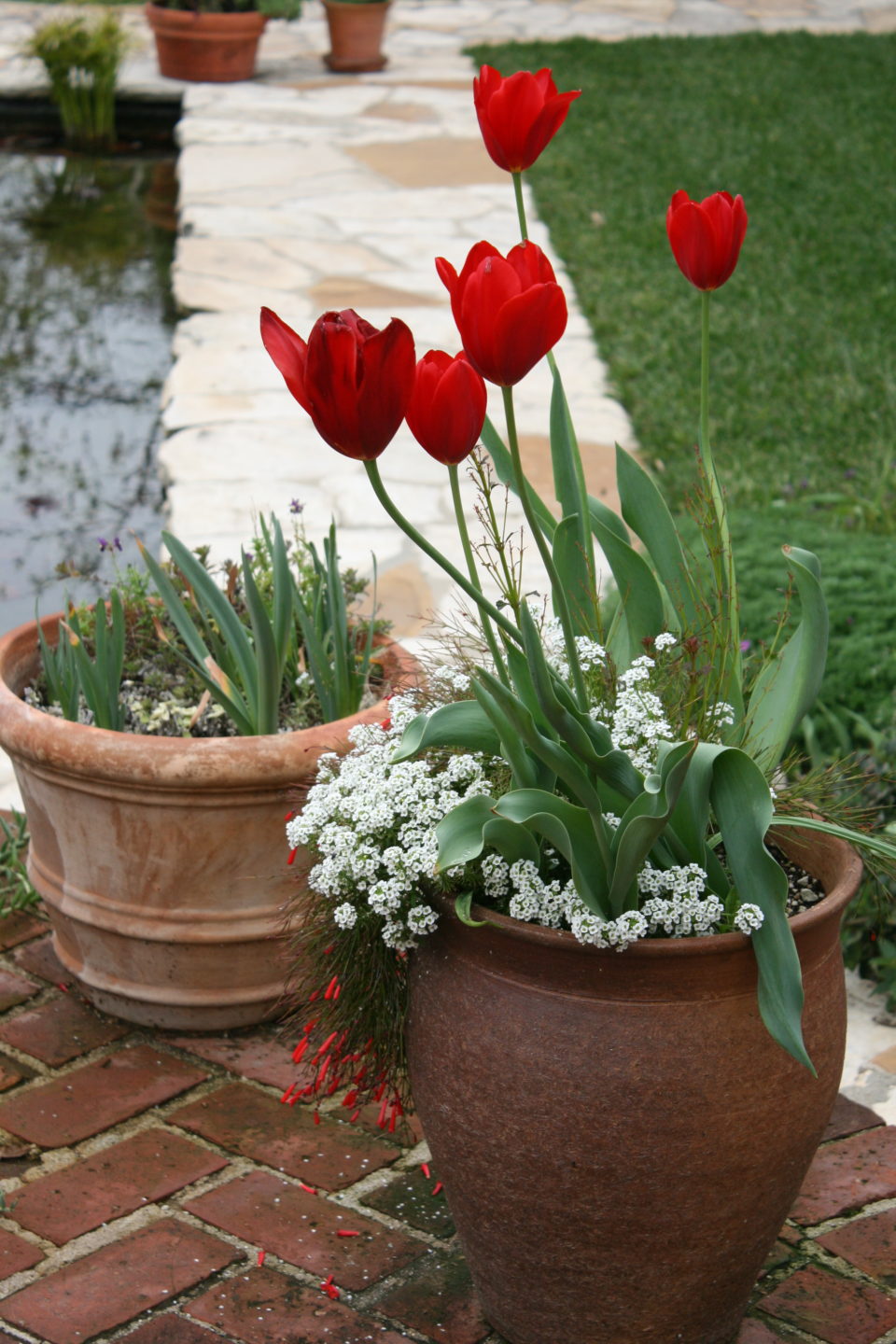Tulip 'Kingsblood'