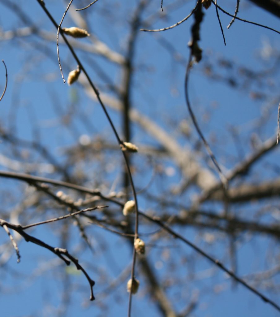 Wisteria buds