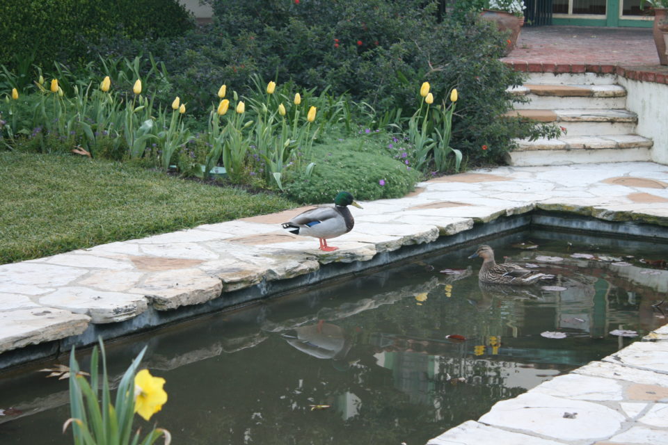 ducks