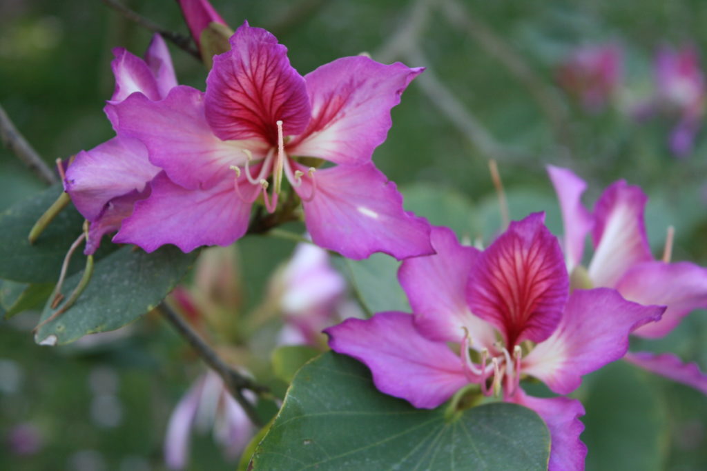 Bauhinia variegata (purpurea) Purple Orchid Tree