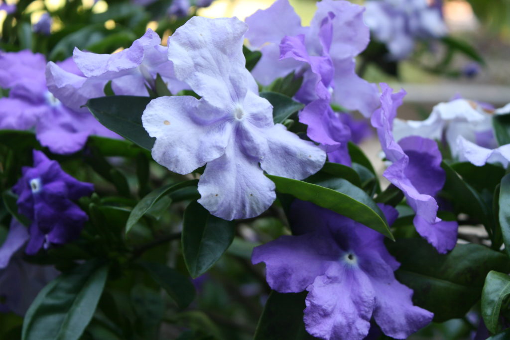 Brunfelsia pauciflora 'Macrantha'