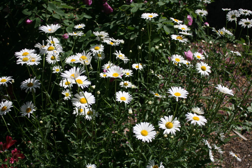 Chrysanthemum  Leucanthemum maximum Shasta Daisy