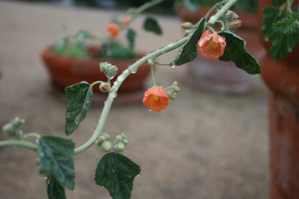 Spharlcea ambigua Globe Mallow