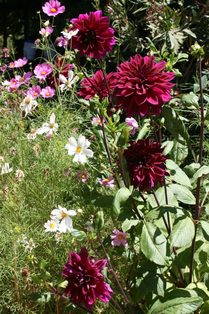 Dahlia 'Duiel du Roi Albert'