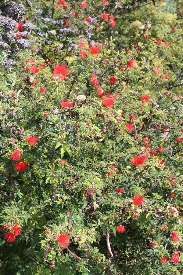 Calliandra haematocephala 