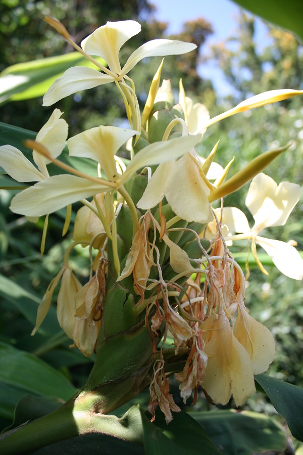 Hedychium, ginger lily