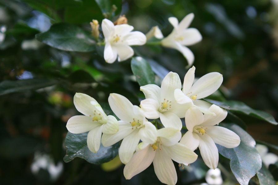 Murraya paniculata, orange jasmine, ange jessamine, chalcas