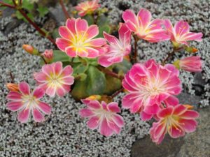 drought tolerant plants