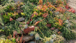 drought tolerant plants