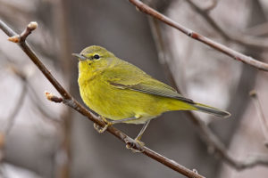 Orange Crowned Warbler (stock image)