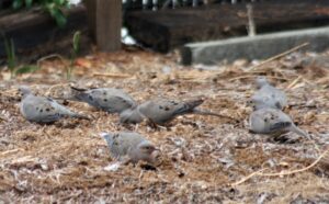 Mourning Doves