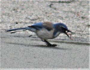 California Scrub Jay