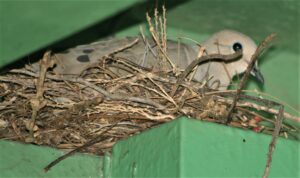Mourning Dove Nest